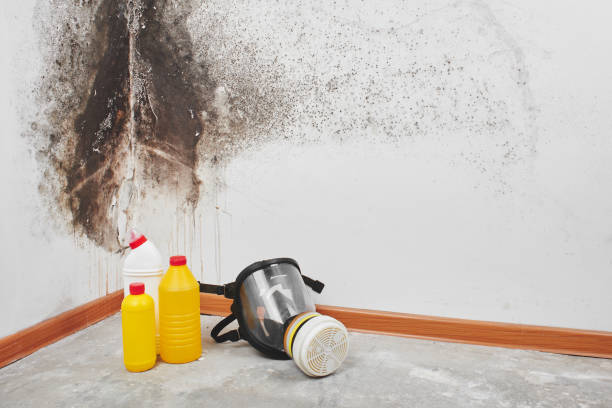 Best Mold Remediation  in Hortonville, WI