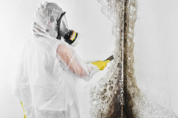 Best Mold Inspection  in Hortonville, WI