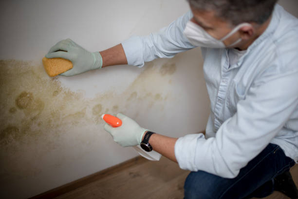 Best Mold Removal Near Me  in Hortonville, WI