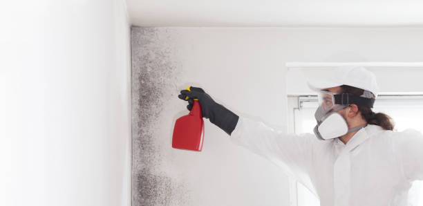 Best Commercial Mold Removal  in Hortonville, WI