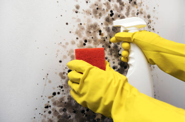Best Home Mold Removal  in Hortonville, WI