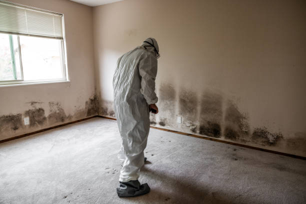 Best Mold Damage Repair  in Hortonville, WI
