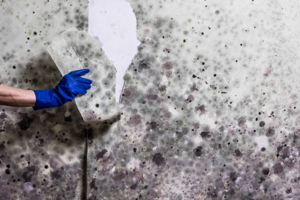 Best Mold Testing  in Hortonville, WI