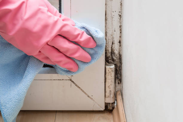 Best Home Mold Removal  in Hortonville, WI