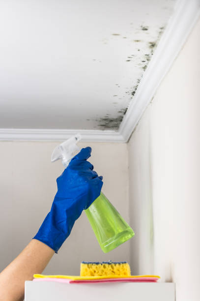 Best Commercial Mold Removal  in Hortonville, WI