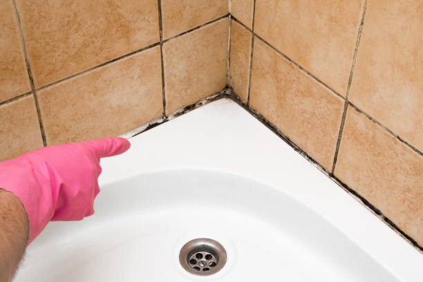 Best Fast Mold Removal  in Hortonville, WI