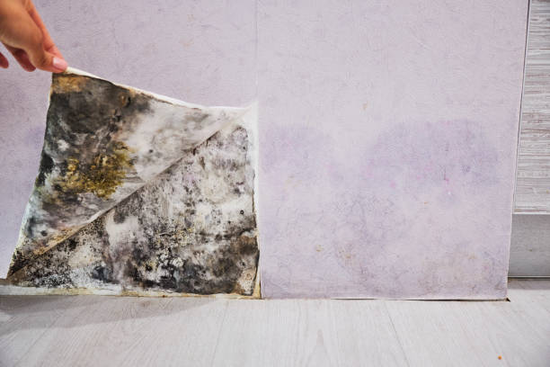 Best Affordable Mold Removal  in Hortonville, WI